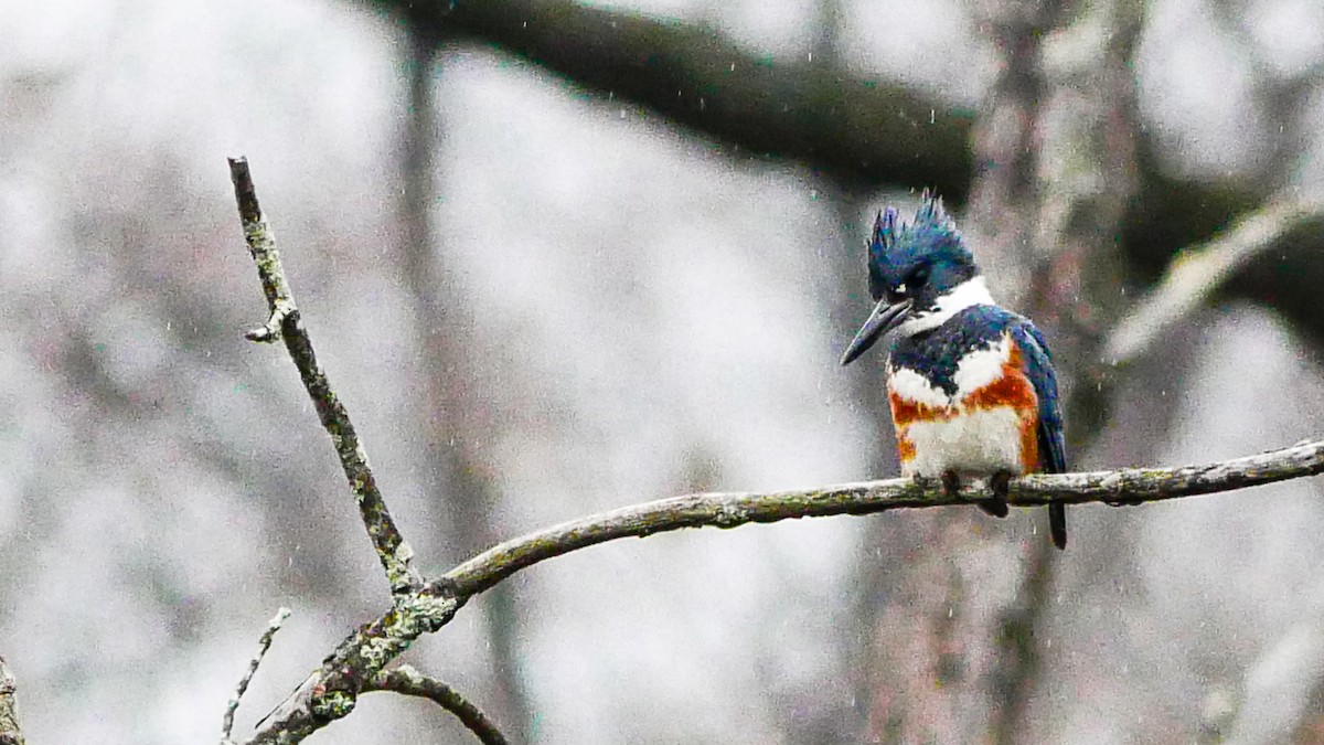 Belted Kingfisher - Jeff Pulford