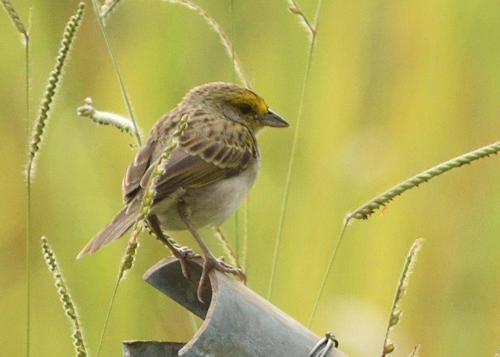 Yellow-browed Sparrow - ML615223887