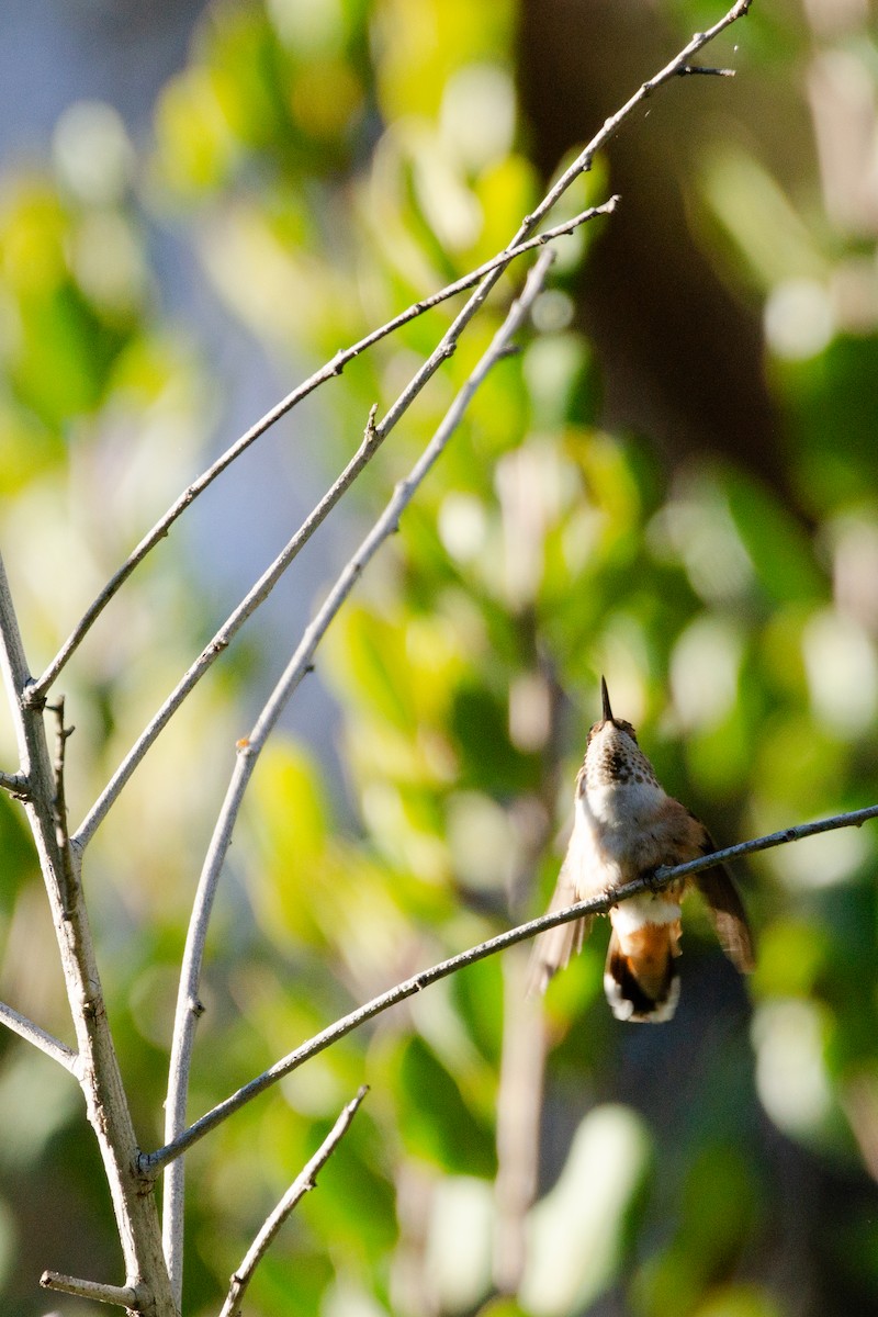 Allen's Hummingbird - ML615223898