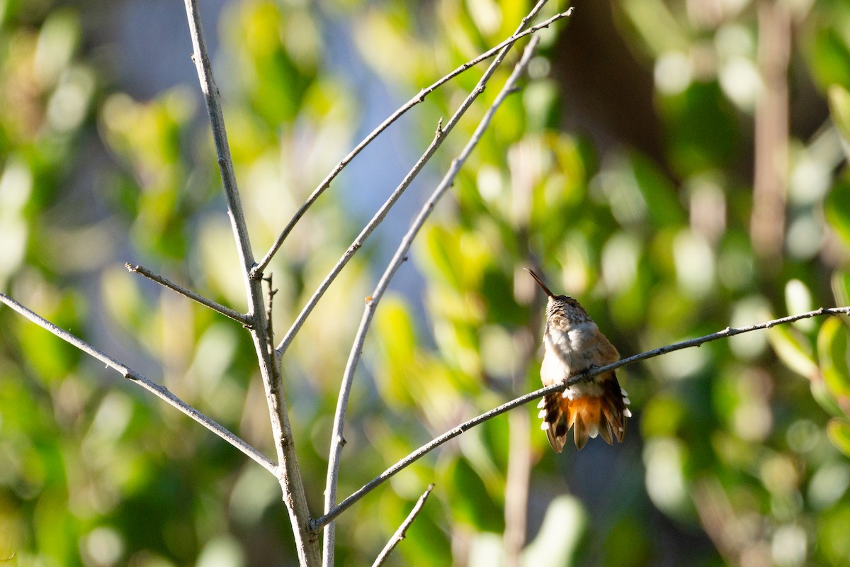 Allen's Hummingbird - ML615223899