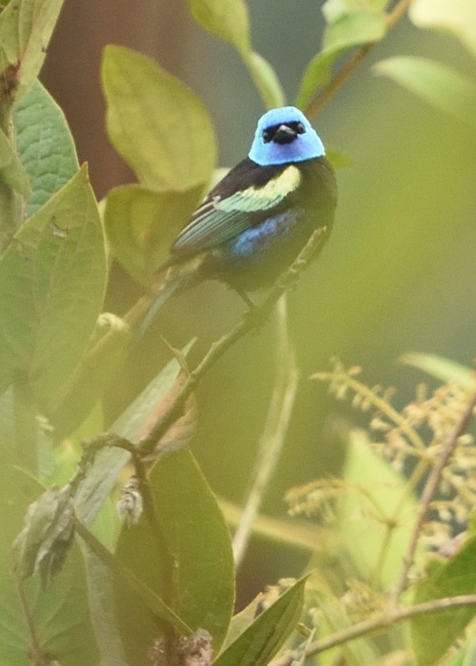 Blue-necked Tanager - ML615223910