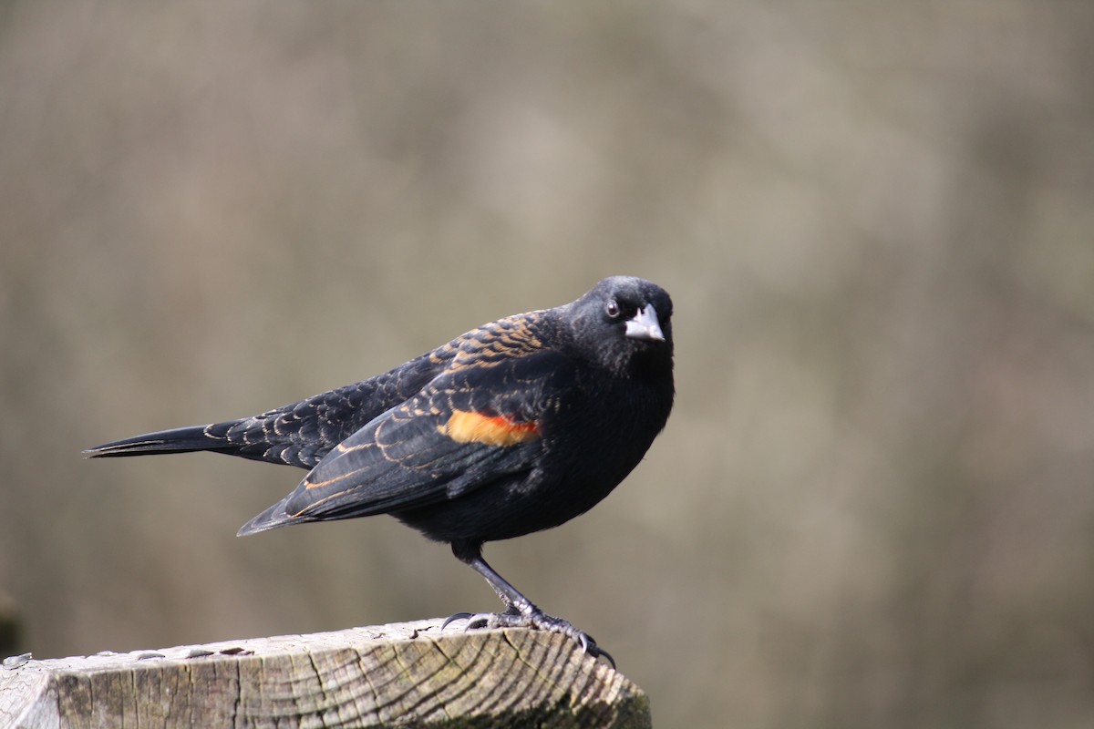 Red-winged Blackbird - Don Holcomb