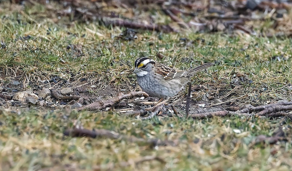 White-throated Sparrow - ML615223972