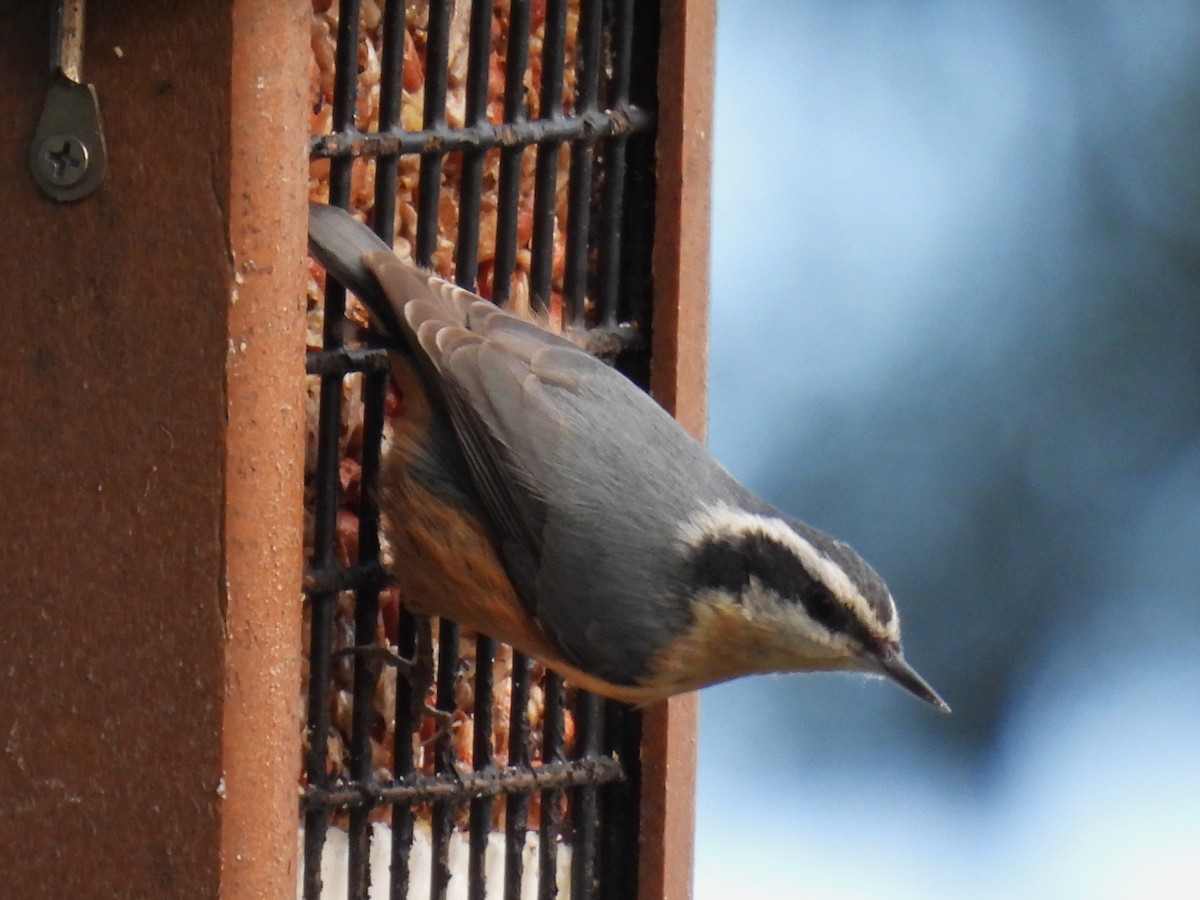 Red-breasted Nuthatch - ML615223992