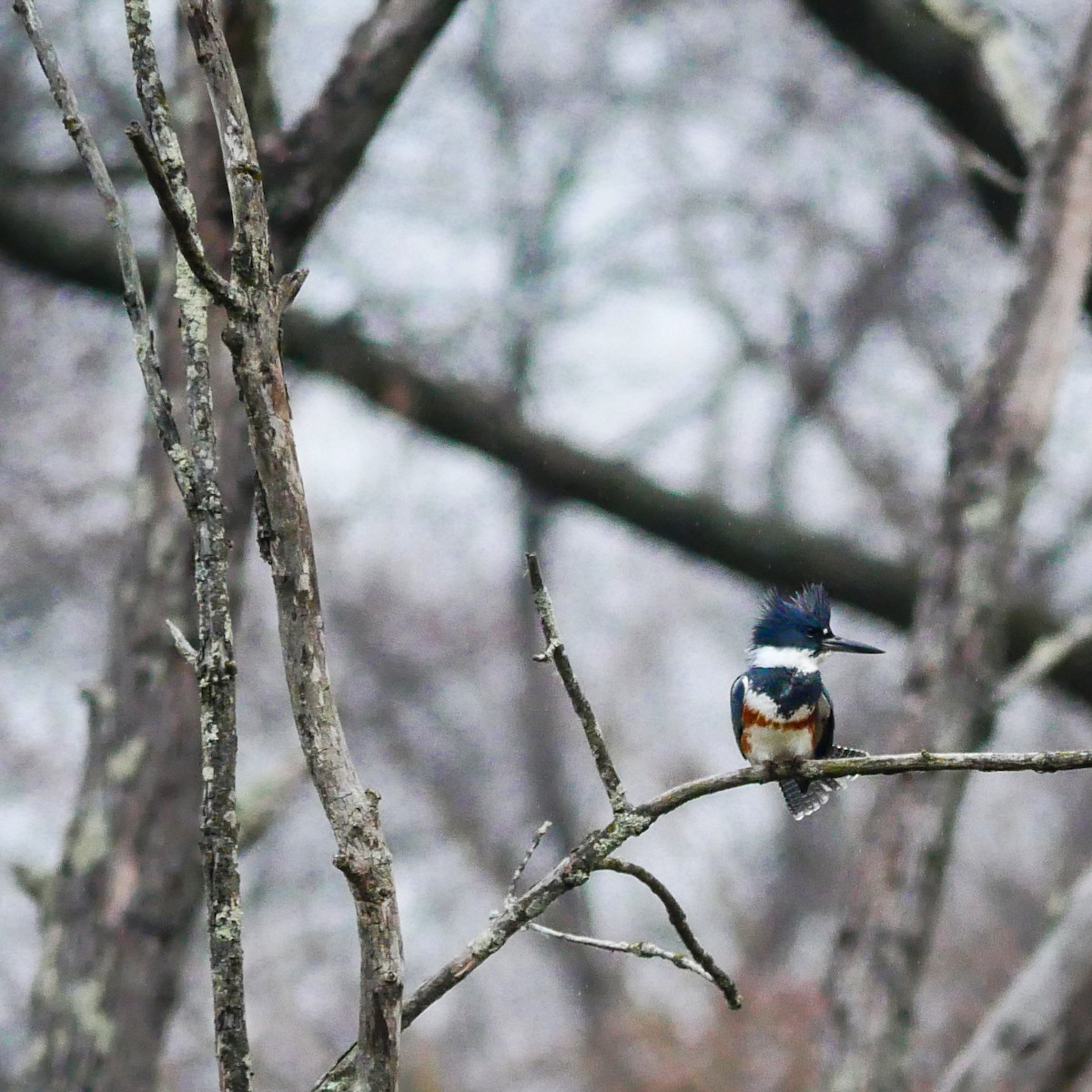 Belted Kingfisher - Jeff Pulford