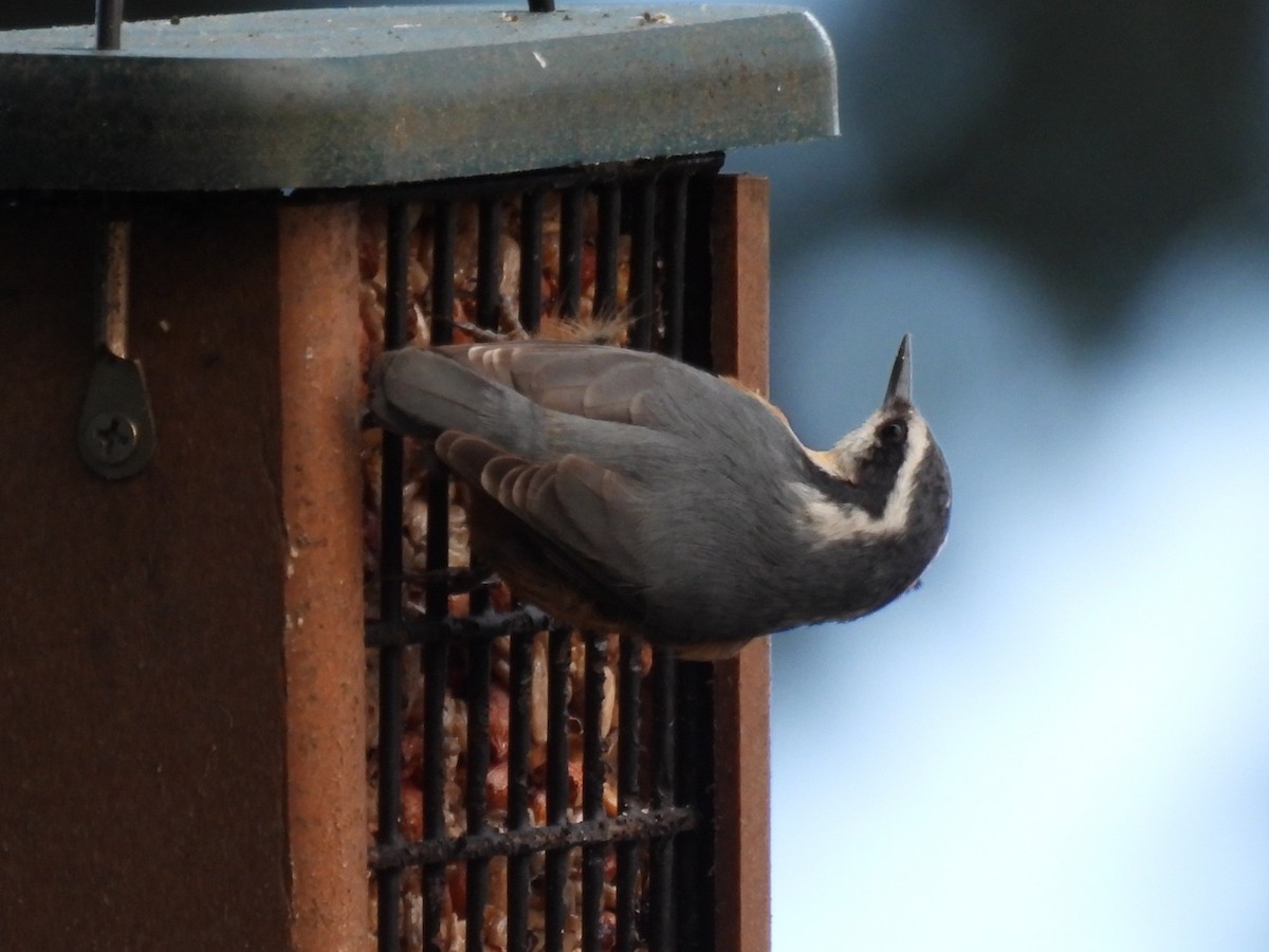 Red-breasted Nuthatch - ML615224014