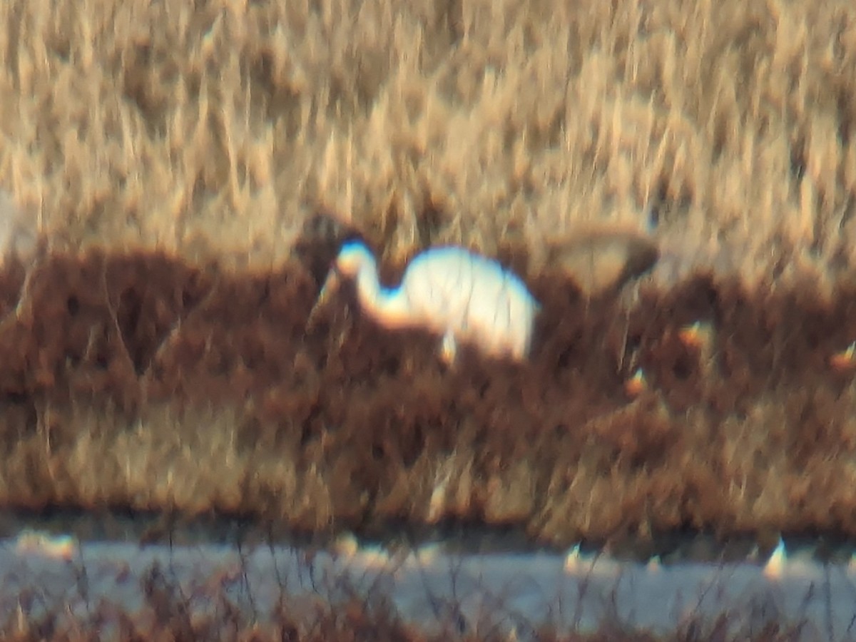 Whooping Crane - ML615224016