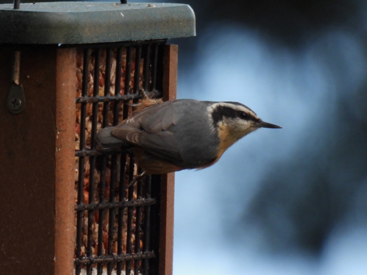 Red-breasted Nuthatch - ML615224056