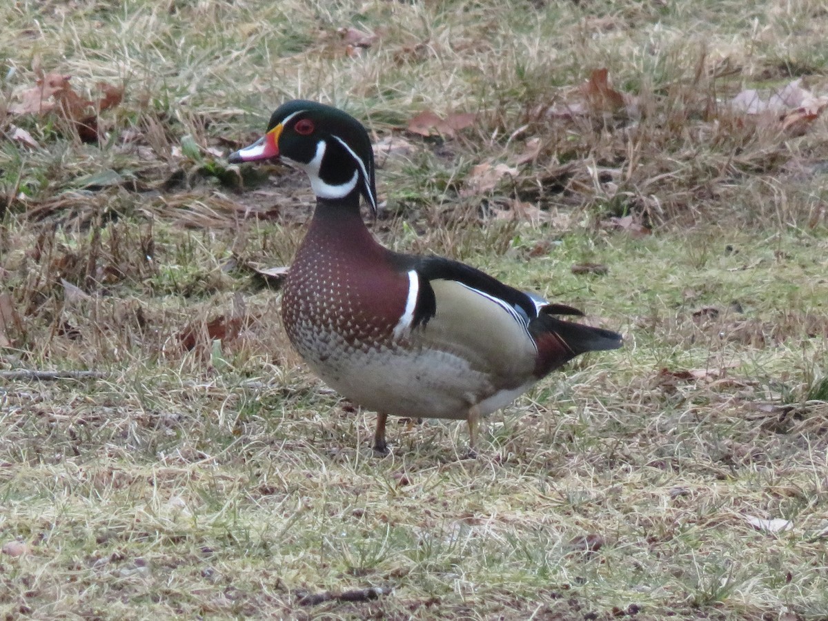 Wood Duck - ML615224066