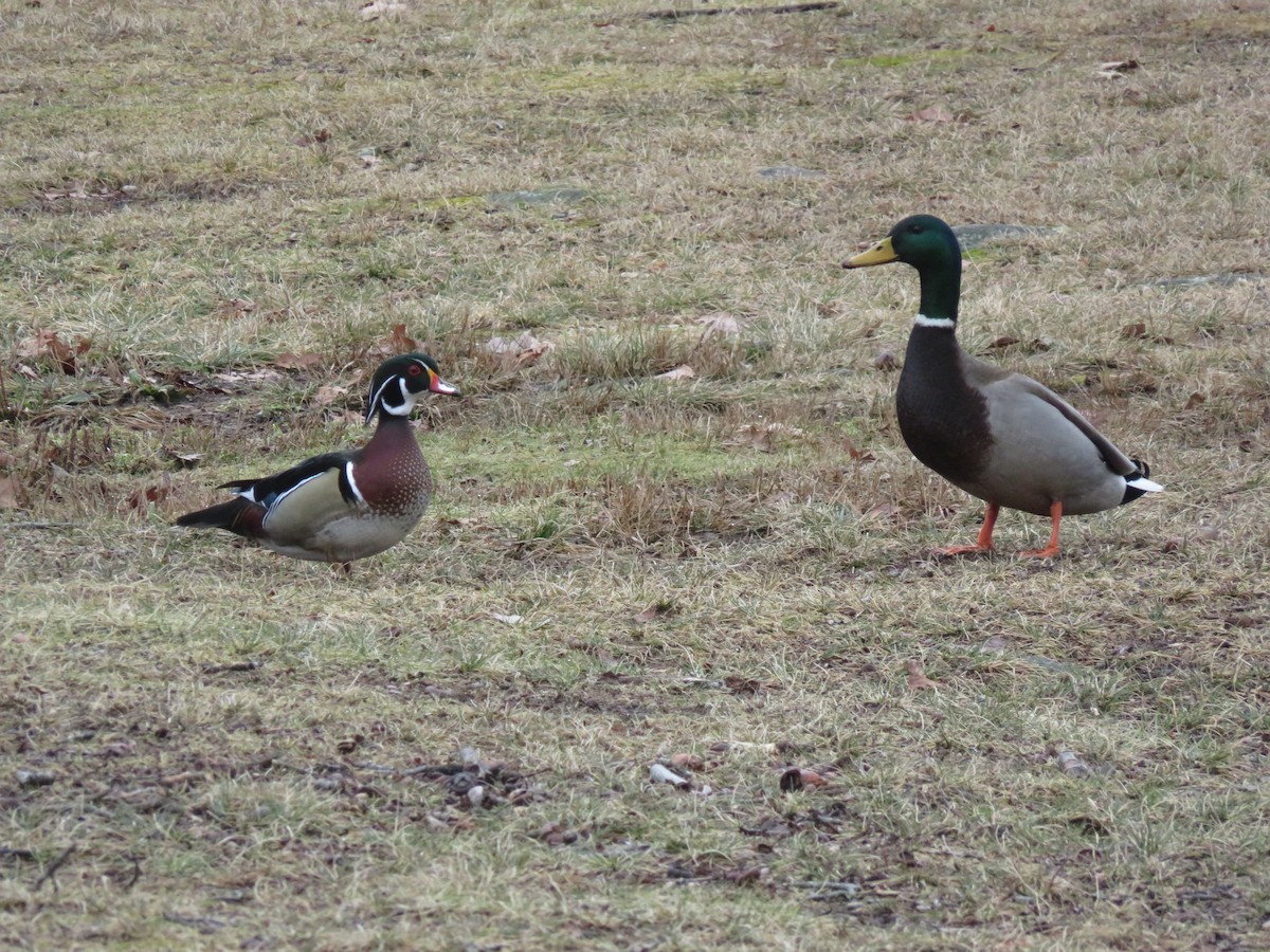Wood Duck - ML615224074