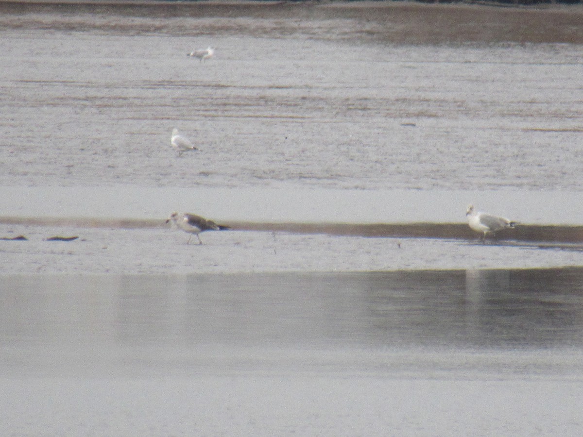 Lesser Black-backed Gull - ML615224101