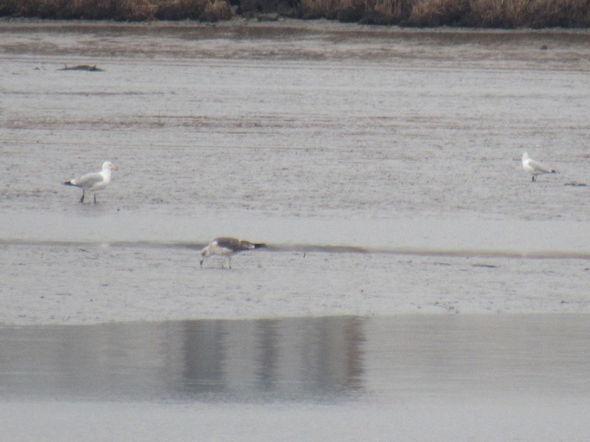 Lesser Black-backed Gull - ML615224106