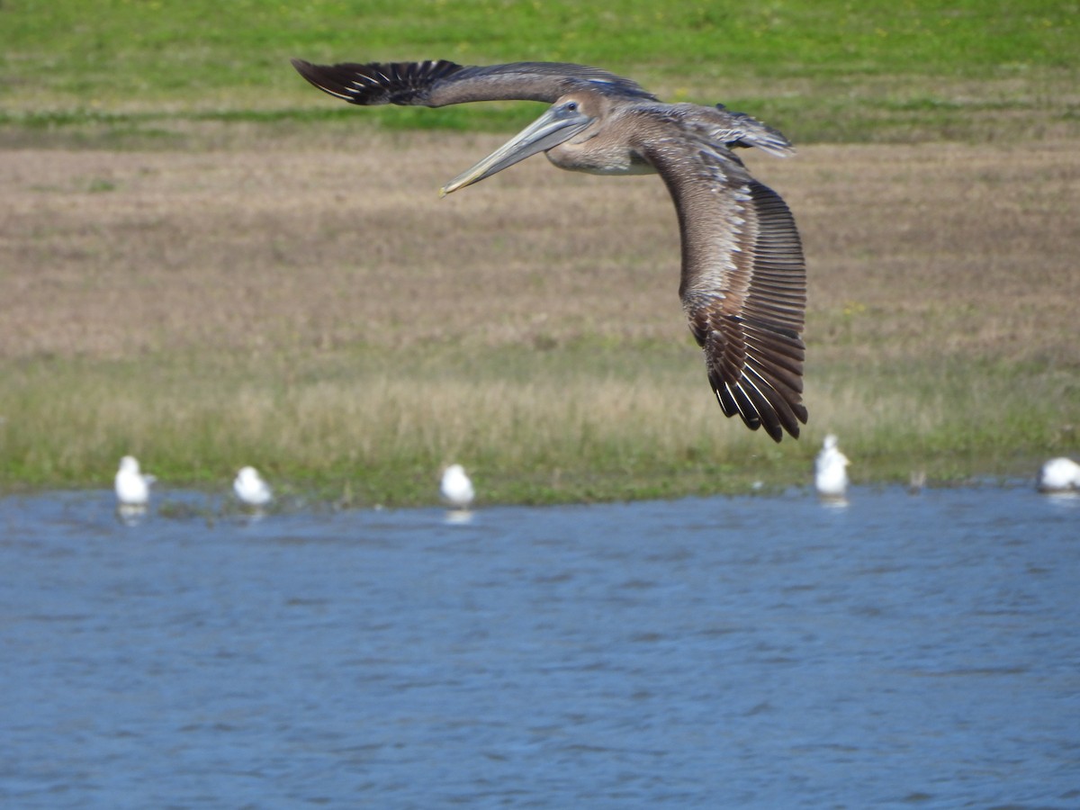 pelikán hnědý - ML615224110