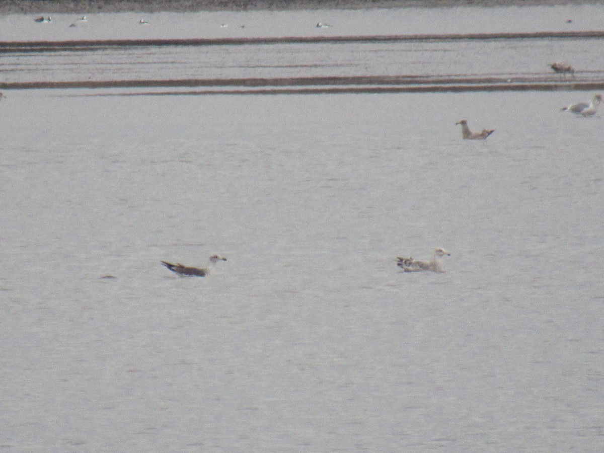 Lesser Black-backed Gull - ML615224113