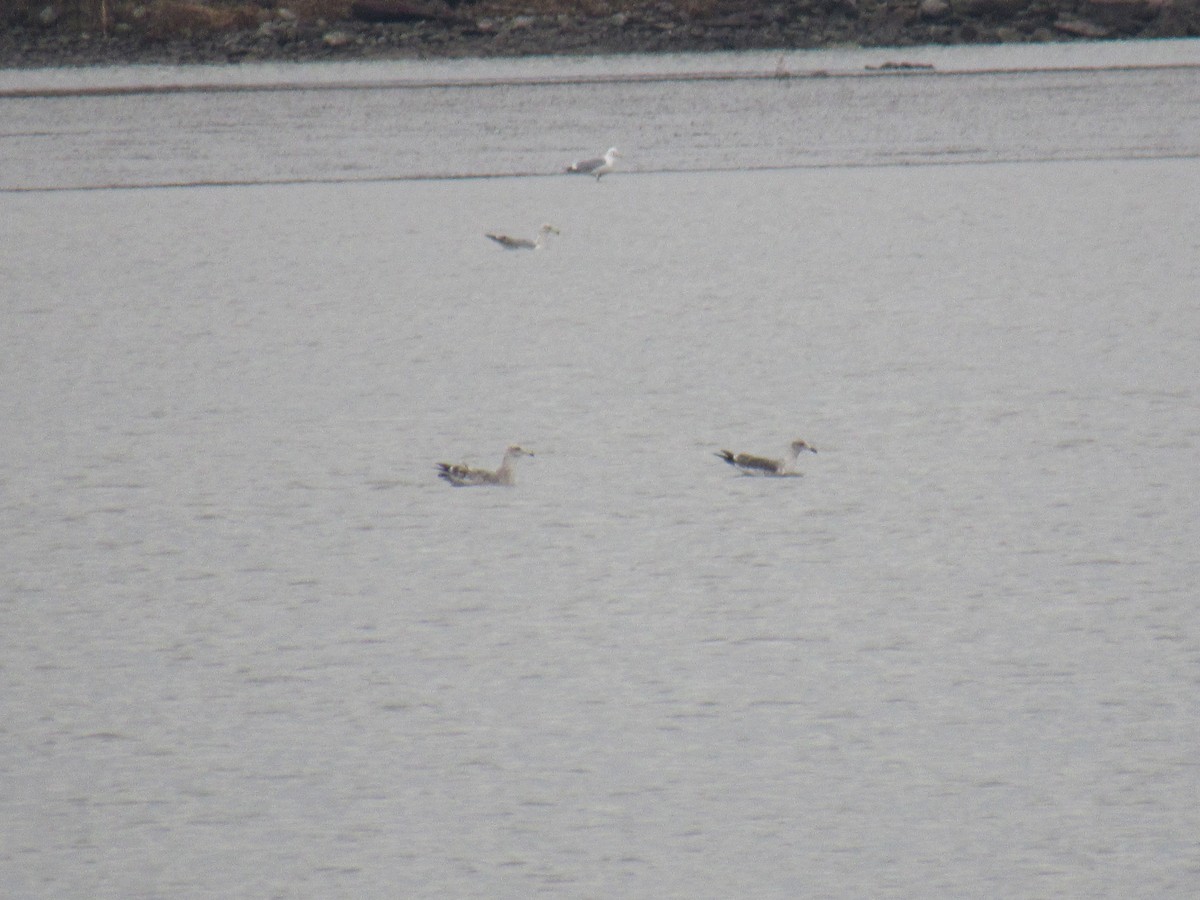 Lesser Black-backed Gull - ML615224118