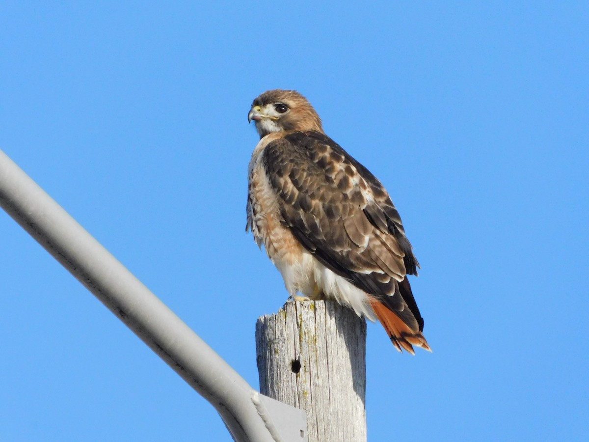 Red-tailed Hawk - ML615224258