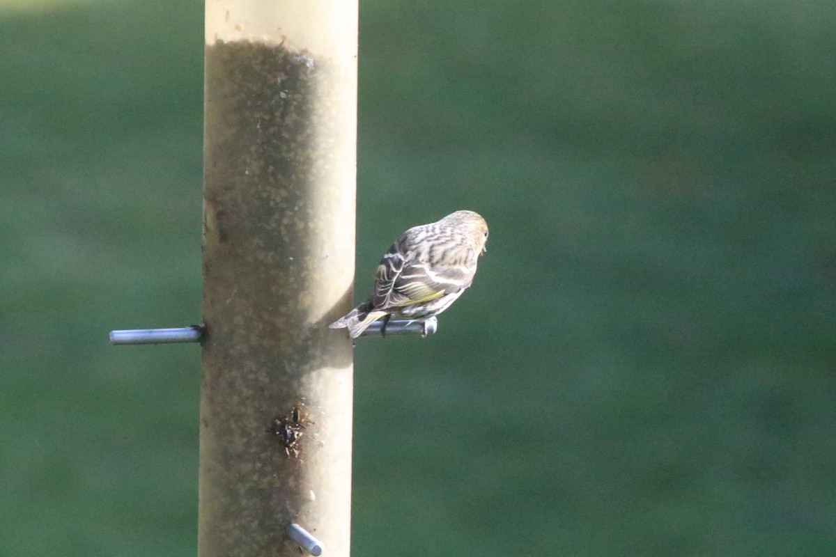 Pine Siskin (Northern) - Lana and Paul Regel