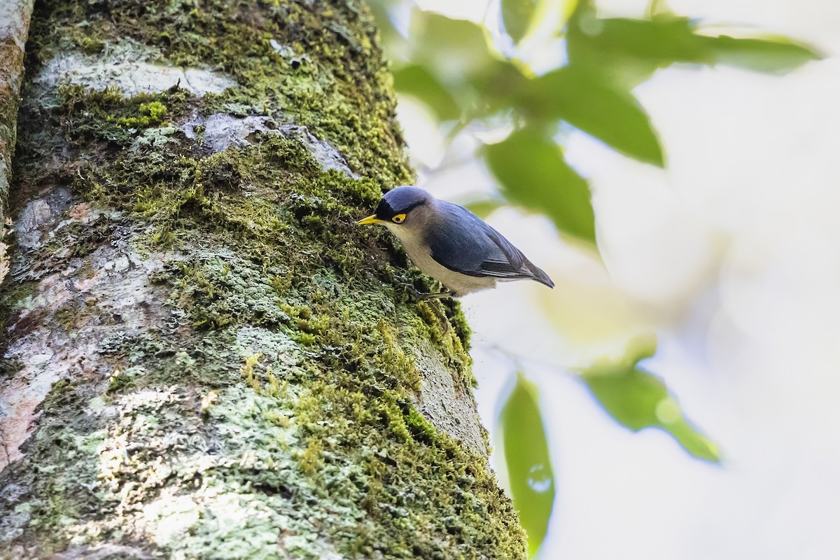 Yellow-billed Nuthatch - Stefan Hirsch