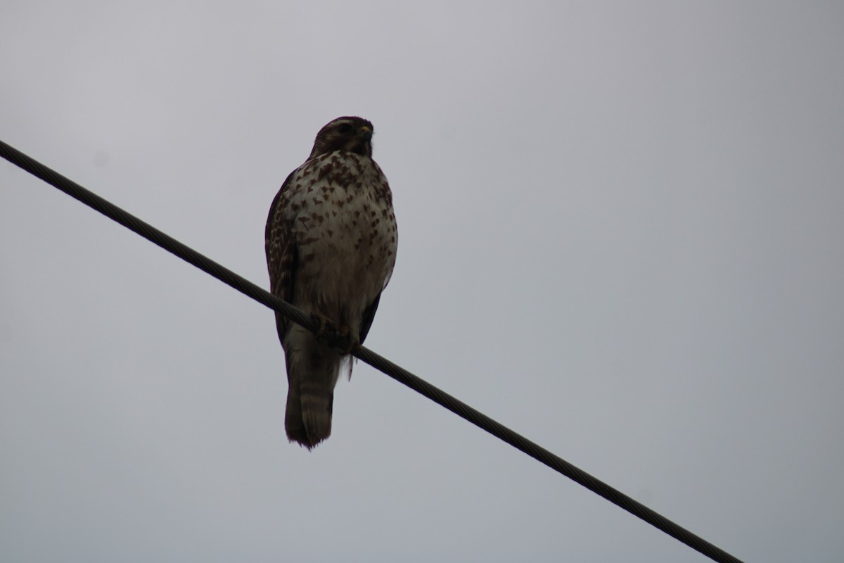 Red-shouldered Hawk - ML615224395