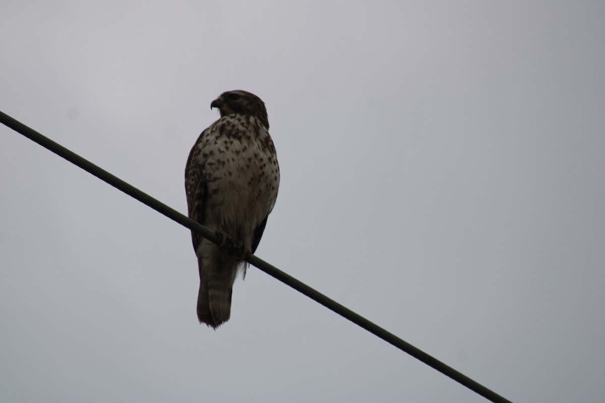 Red-shouldered Hawk - ML615224396