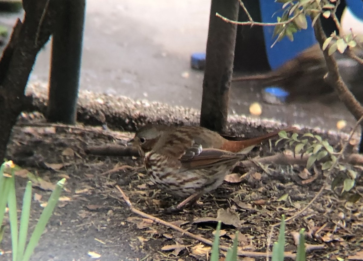 Fox Sparrow (Red) - ML615224401