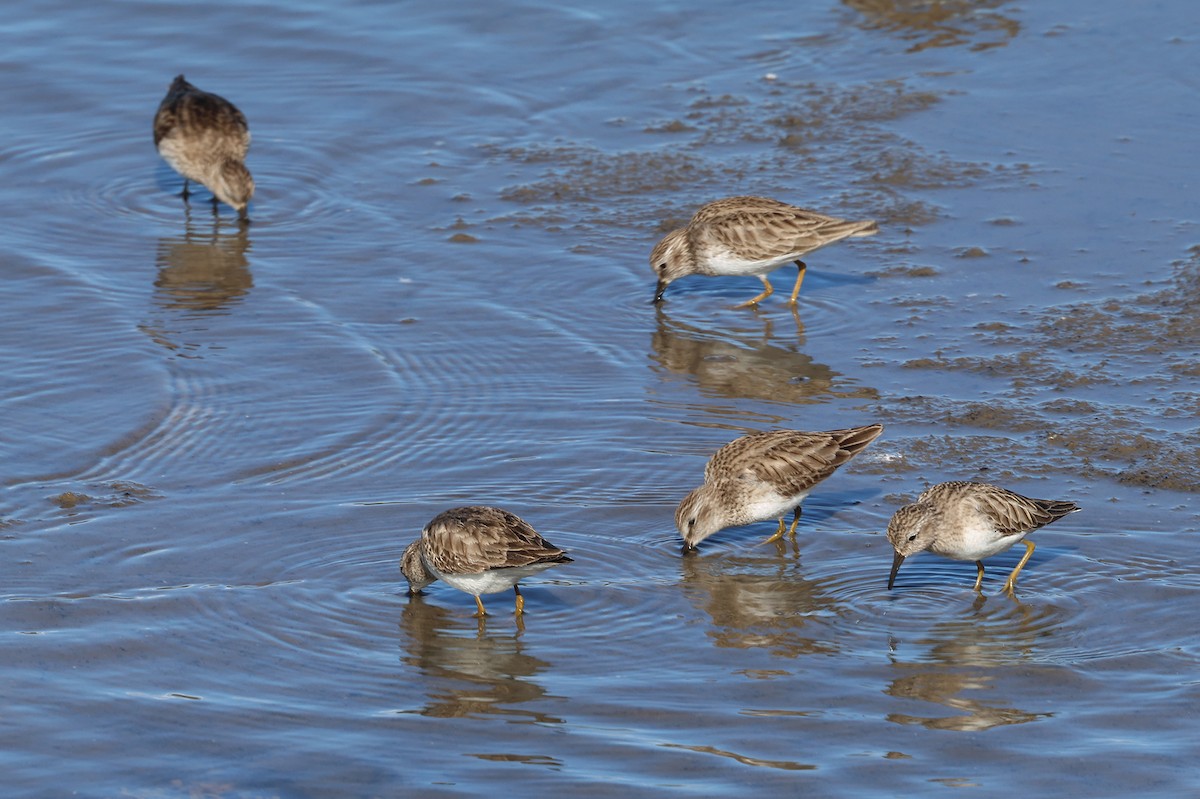 Least Sandpiper - ML615224450