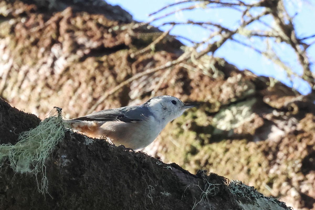 Sittelle à poitrine blanche - ML615224468