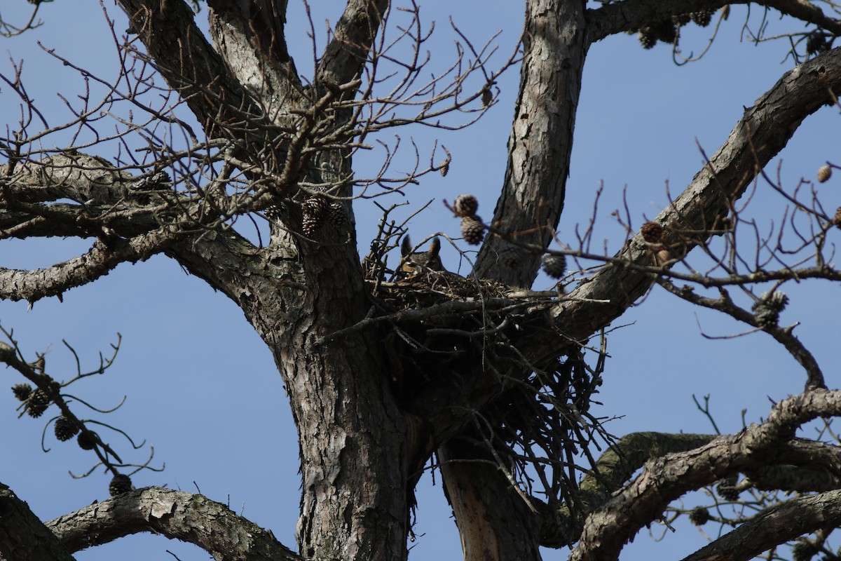 Great Horned Owl - ML615224561