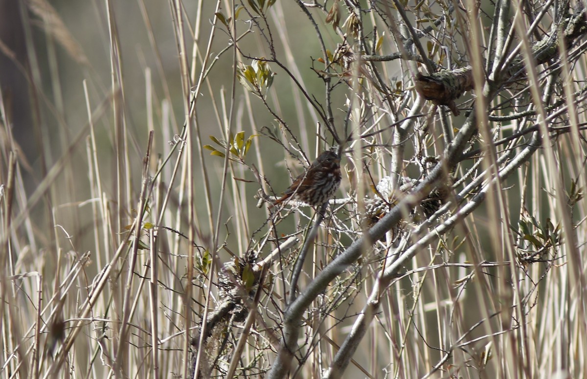 Fox Sparrow (Red) - Dan Small