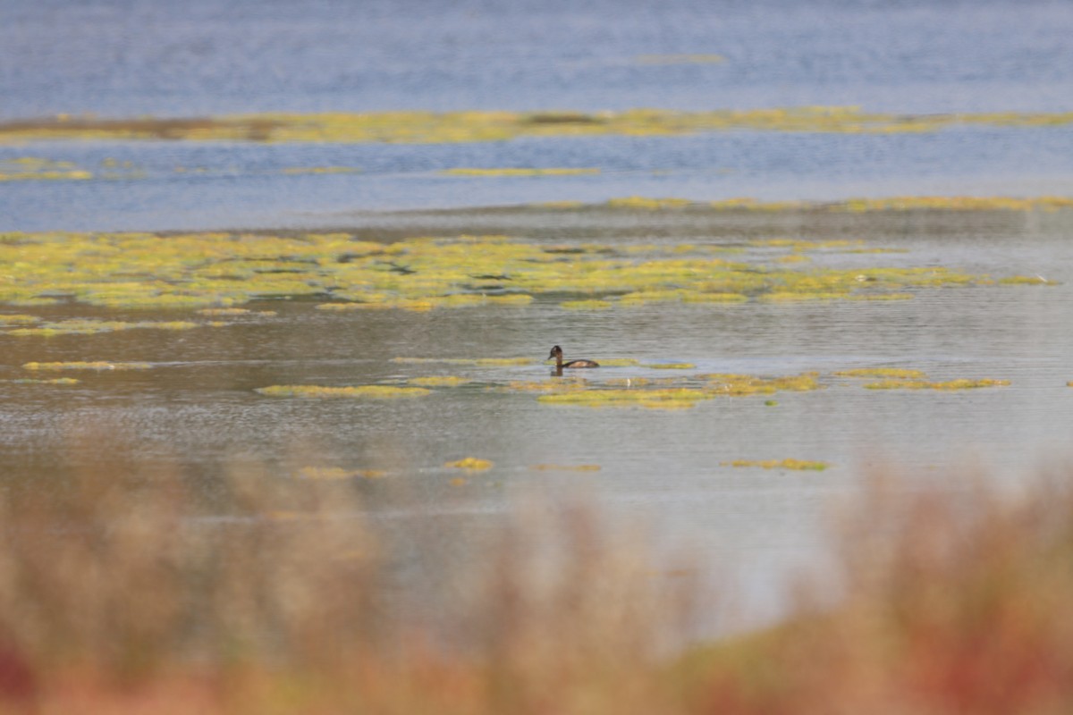 White-tufted Grebe - Mario Reyes