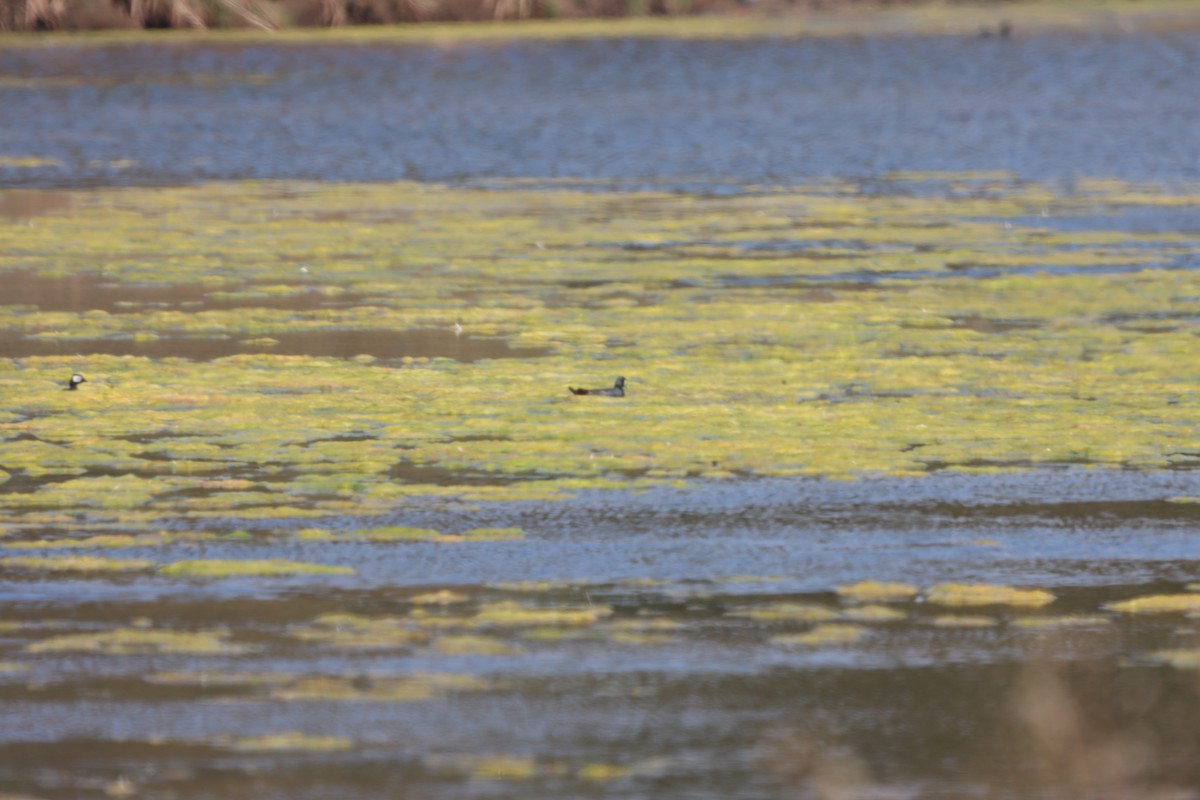 White-tufted Grebe - ML615224602