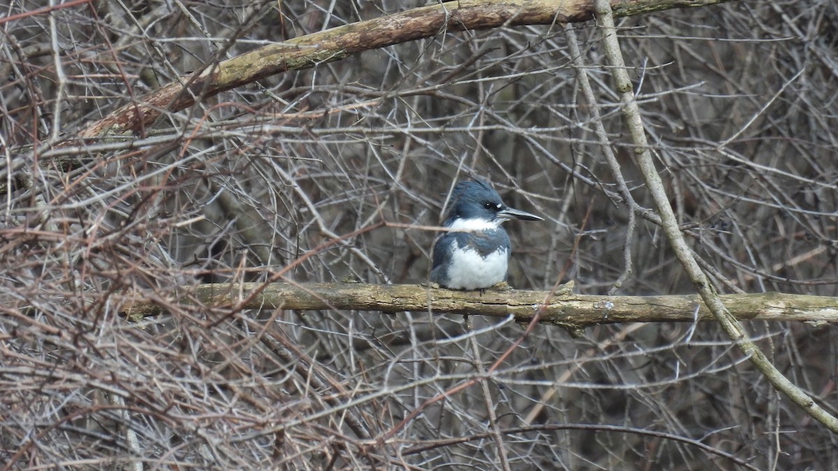 Belted Kingfisher - ML615224642