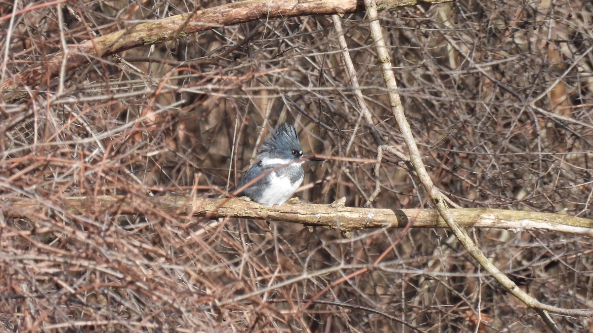 Belted Kingfisher - ML615224643