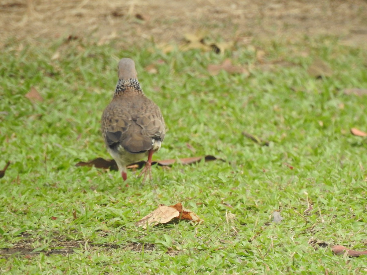 珠頸斑鳩 - ML615224653