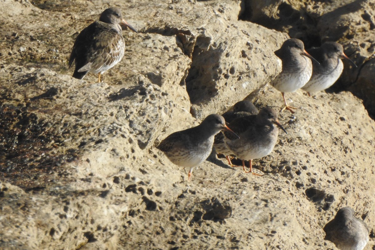 Purple Sandpiper - ML615224662