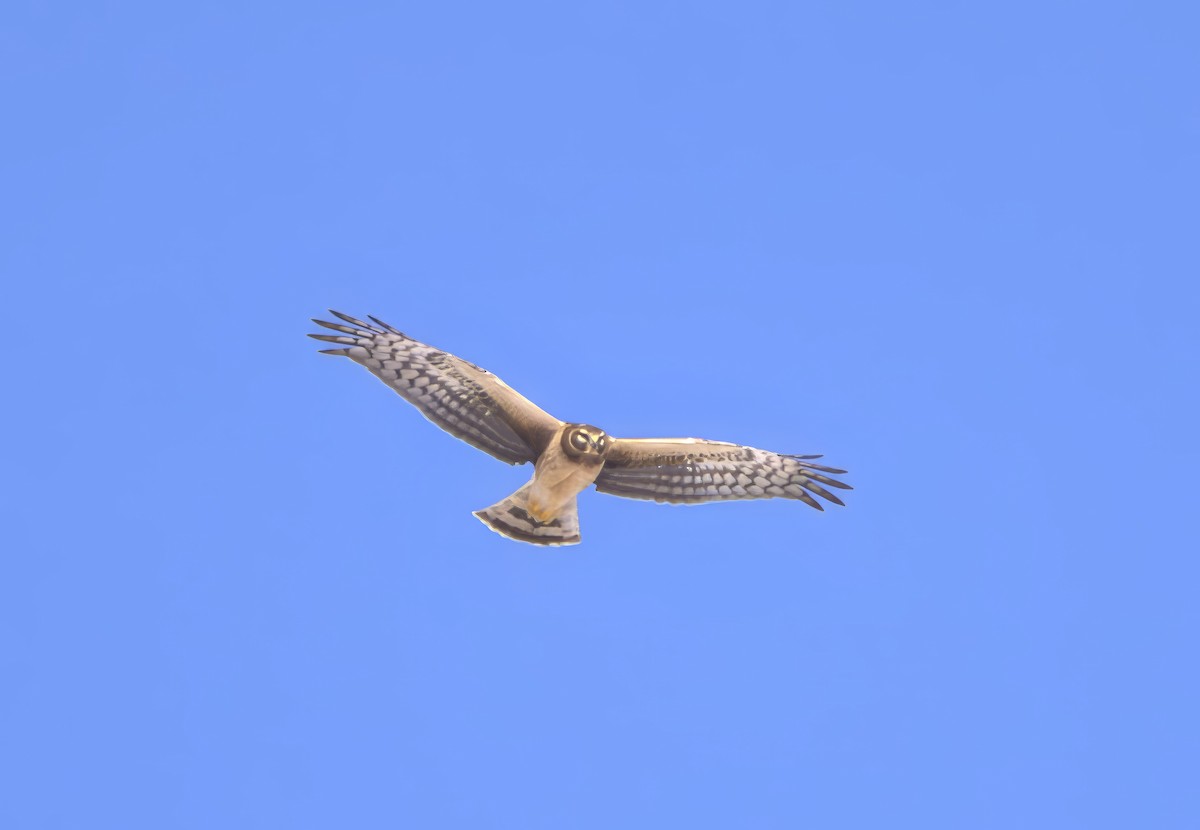 Northern Harrier - ML615224672