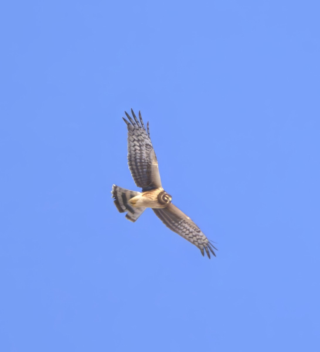 Northern Harrier - ML615224673