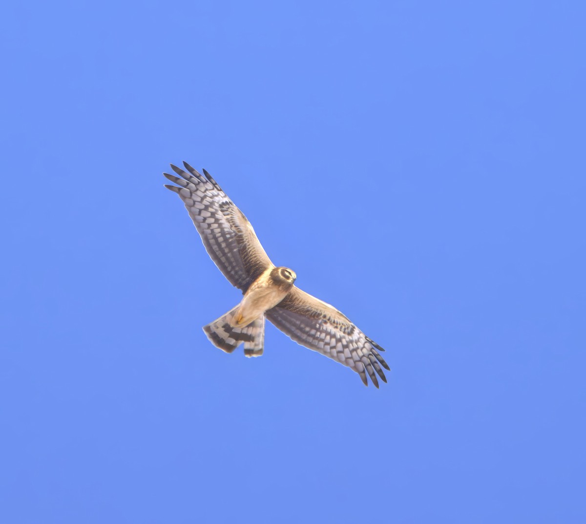 Northern Harrier - ML615224674