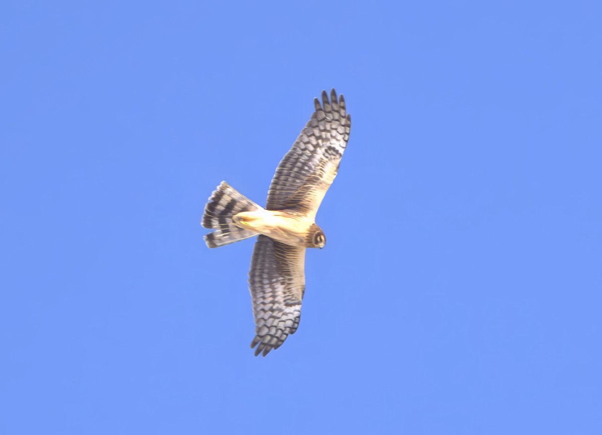 Northern Harrier - ML615224675