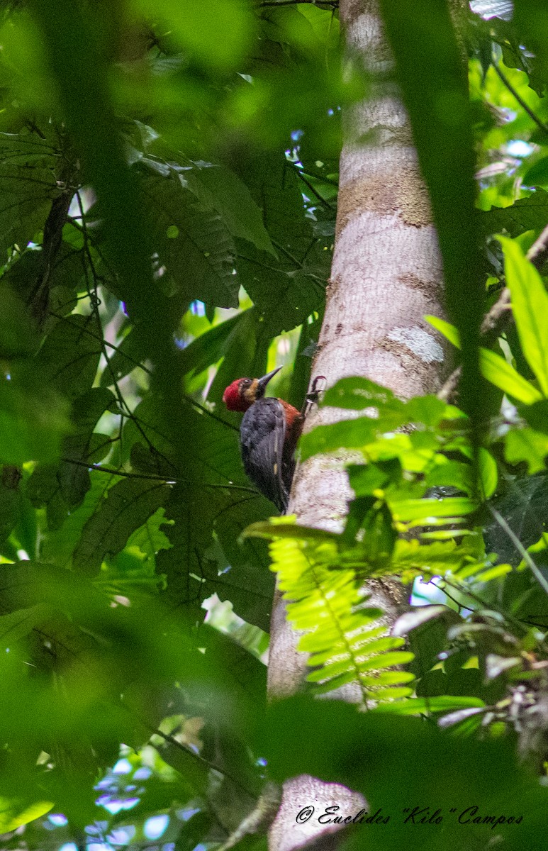 Crimson-bellied Woodpecker (Splendid) - Euclides "Kilo" Campos