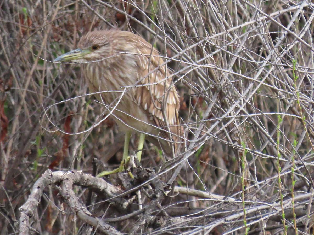 Black-crowned Night Heron - ML615224789