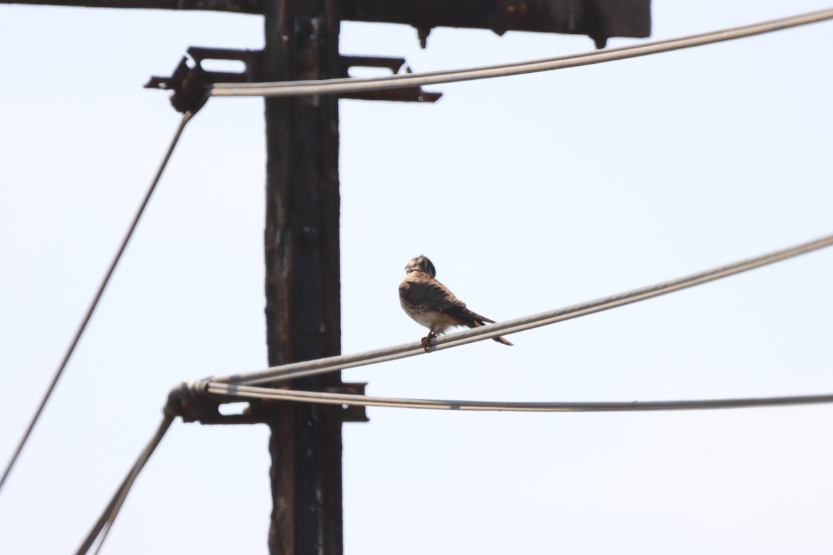 American Kestrel - Mario Reyes