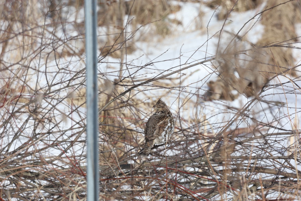 Ruffed Grouse - ML615224869