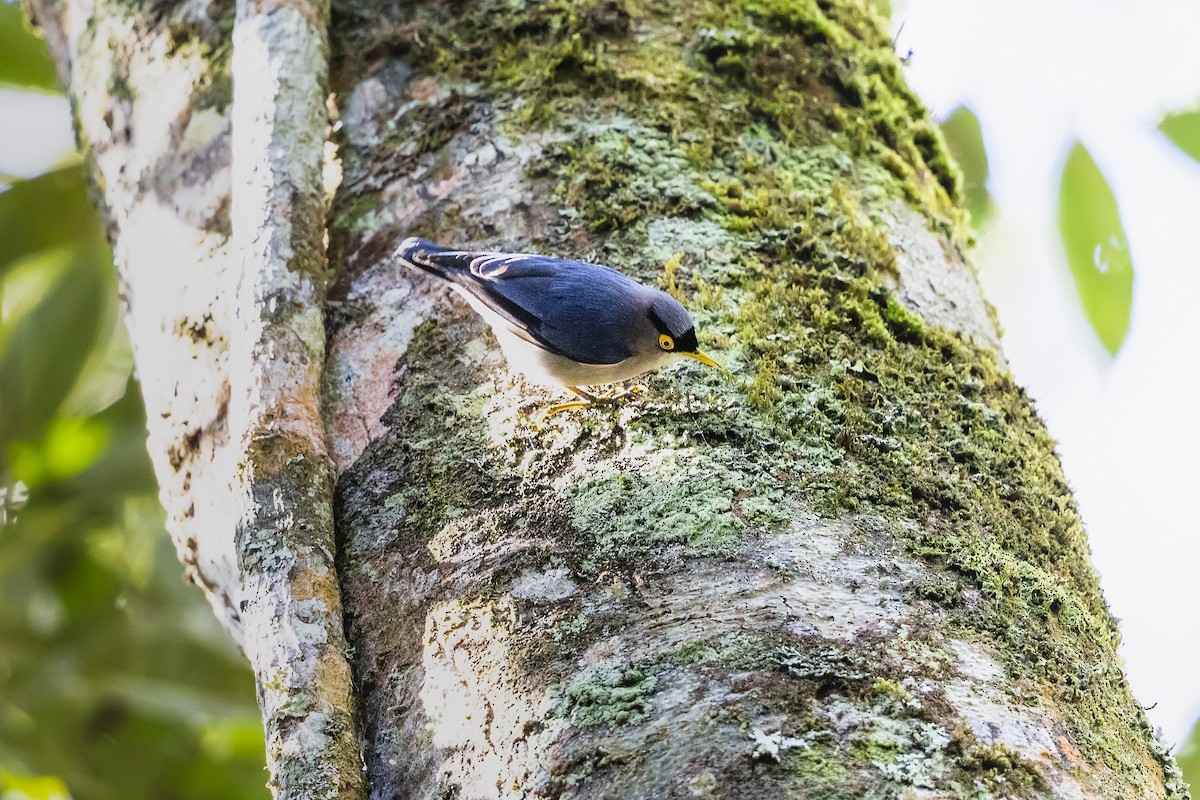 Yellow-billed Nuthatch - Stefan Hirsch