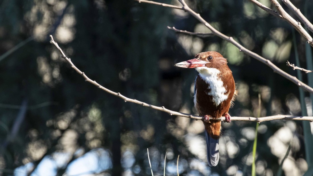 White-throated Kingfisher - ML615224943