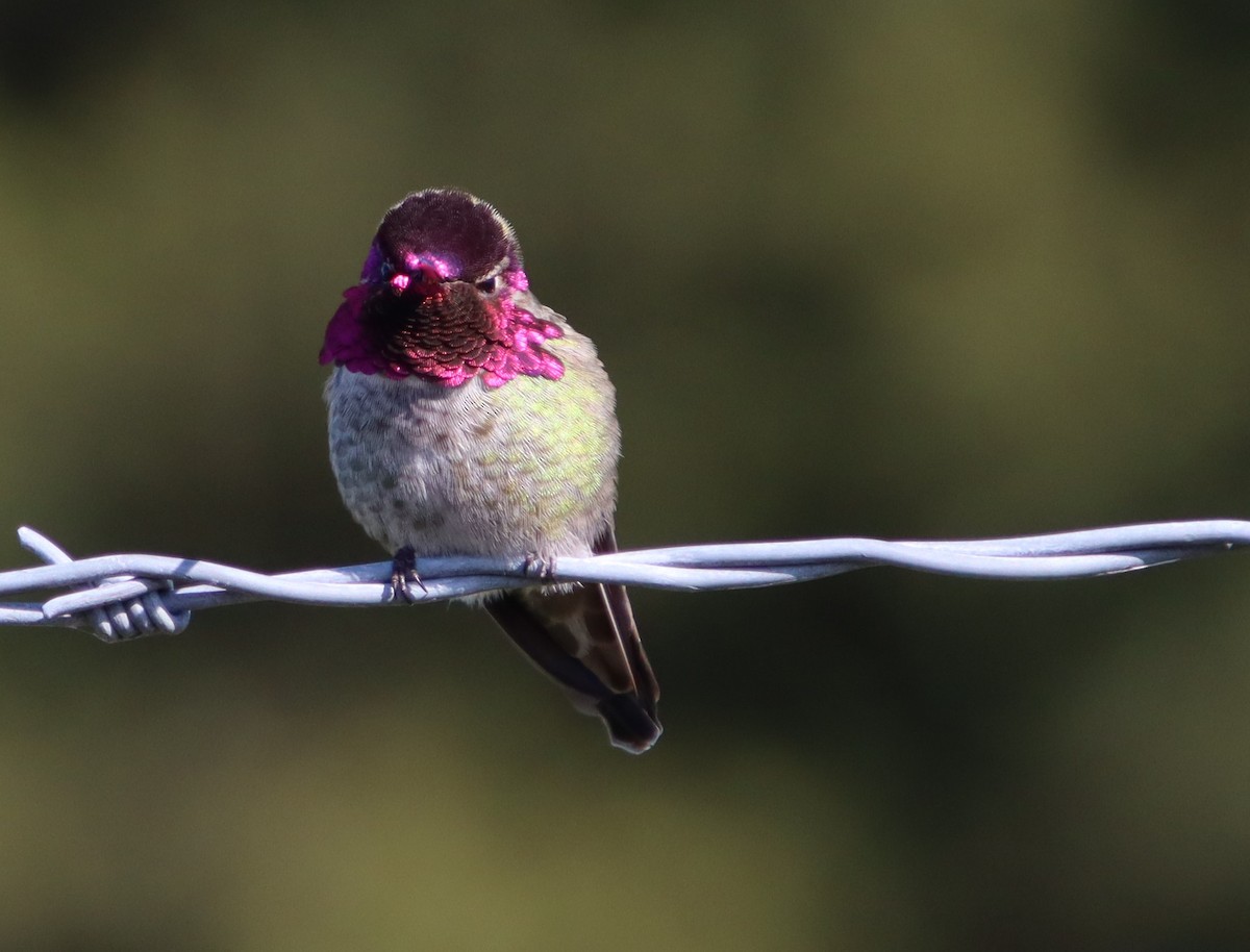 Anna's Hummingbird - ML615224948