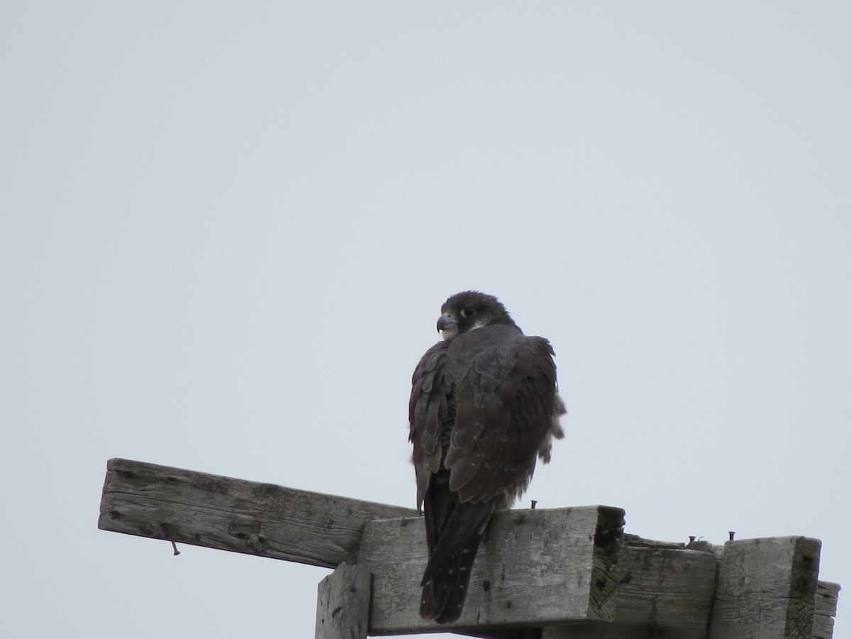 Peregrine Falcon - Don Holcomb