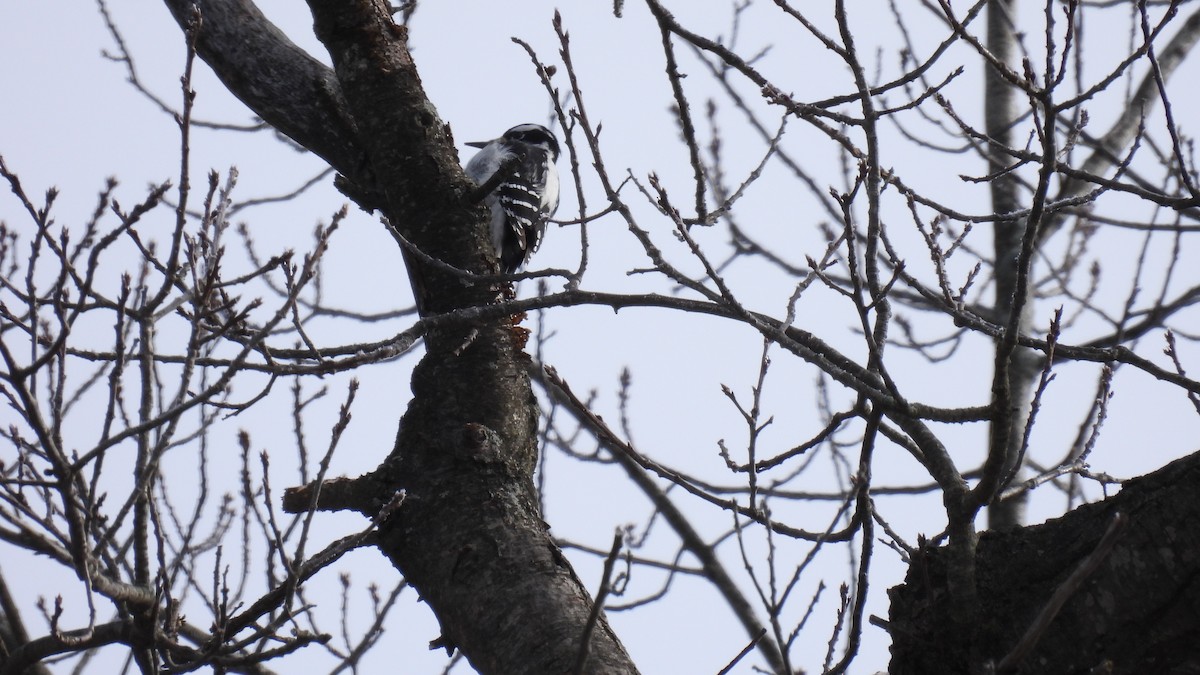 Hairy Woodpecker - Lillian G