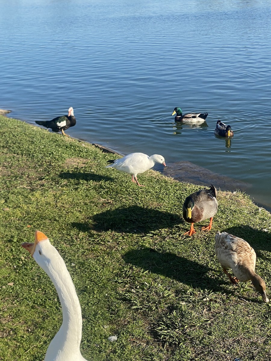 Ross's Goose - ML615225007