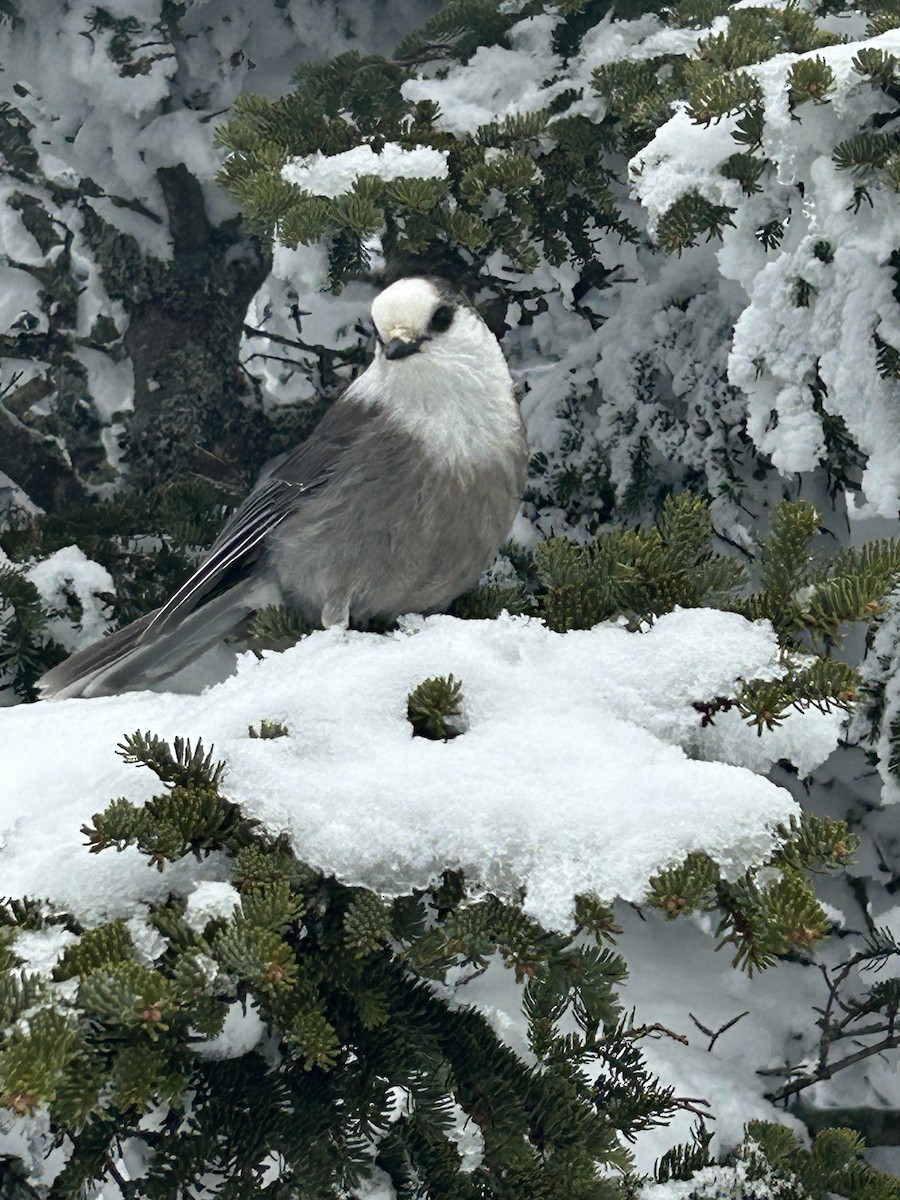 Canada Jay - ML615225056